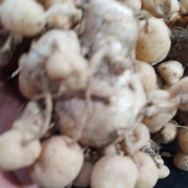 

Kunyit Putih Fresh 1Kg
