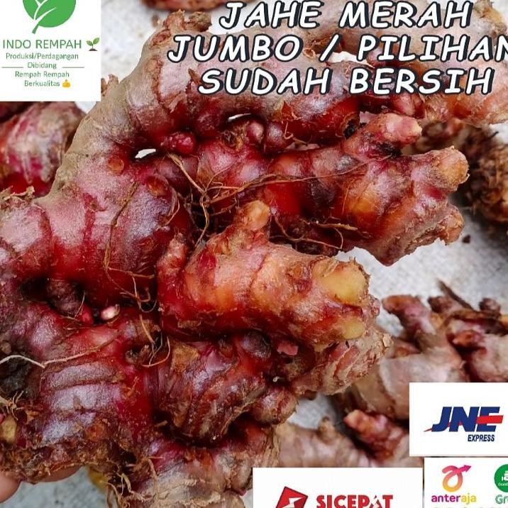 

Jahe Merah Red Ginger Size Jumbo 1 Kg Sudah Bersih