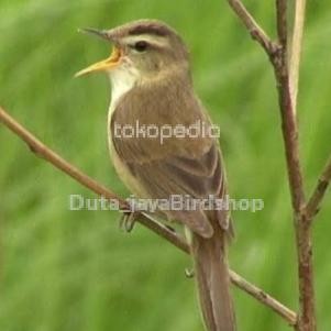 KERAK BASI ALIS HITAM
