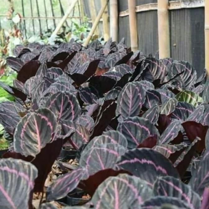 

TANAMAN HIAS CALATEA BLACK LIPSTIK