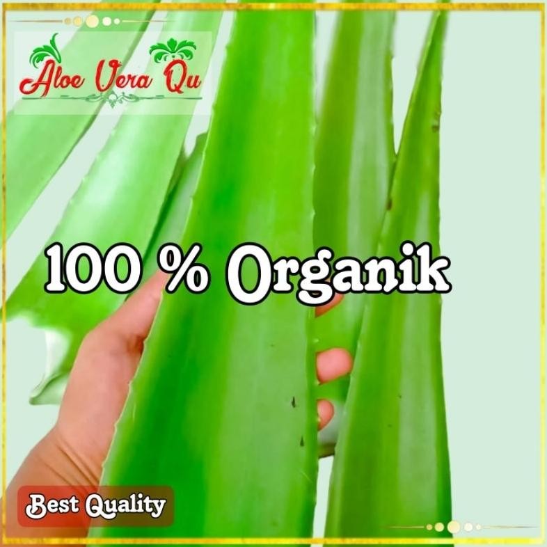 

PELEPAH LIDAH BUAYA / ALOEVERA JUMBO ORGANIK (1 kg isi 2 Pelepah) Nugi
