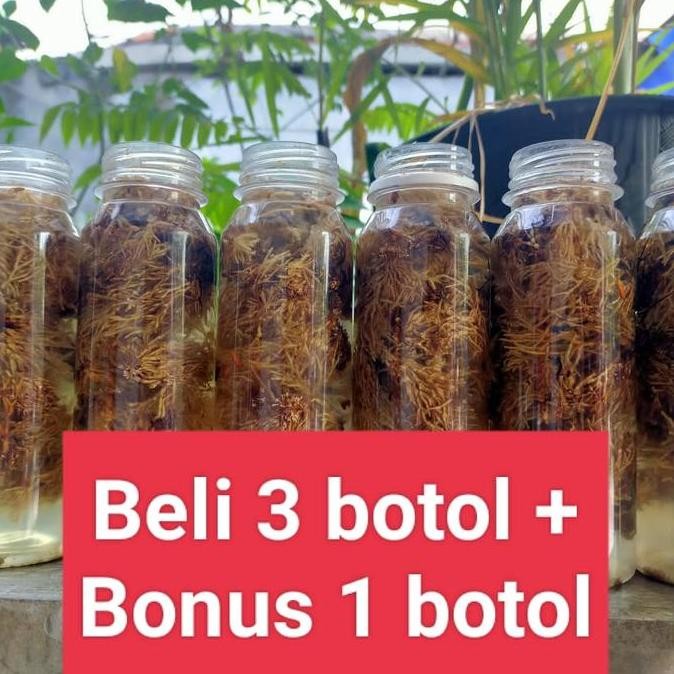 

New Jamur Jakaba Jamur Keberuntungan Abadi Pupuk Organik