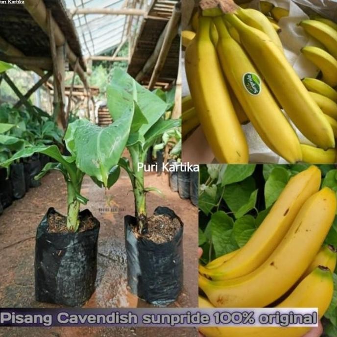 Bibit Pohon Buah Pisang Cavendish Sunpride MMZ