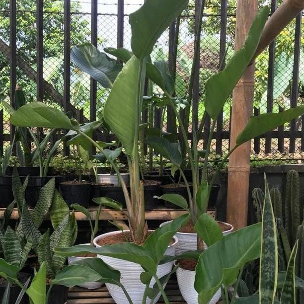 Bibit Tanaman Pisang Bird Of Paradise Bunga Putih Ungu MerAh MMZ