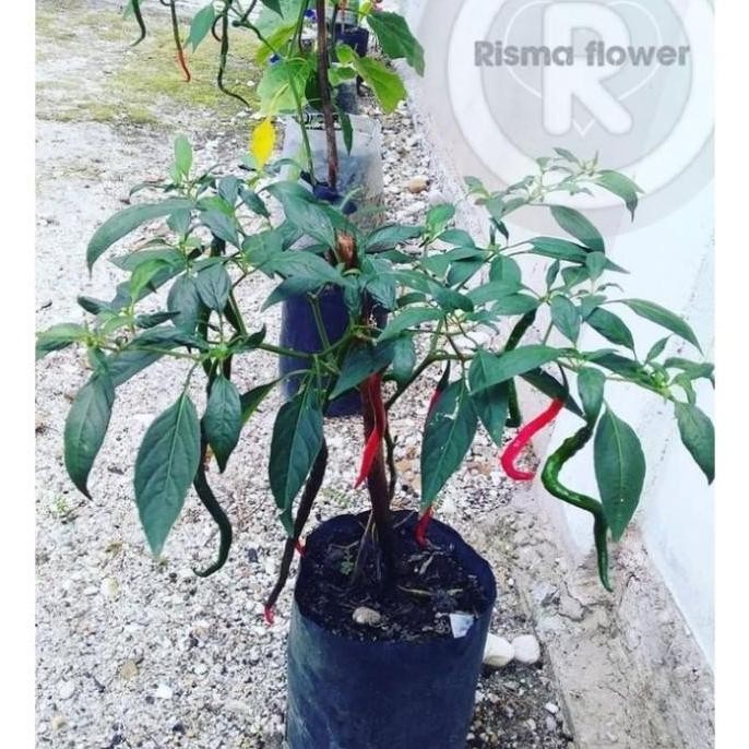 POHON CABE KERITING BERBUAH TANAMAN CABE