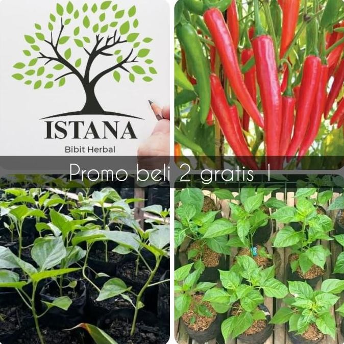 Bibit tanaman cabe merah bibit pohon cabe metah bibit cabe