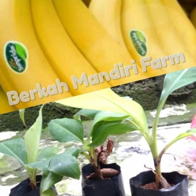 Bibit Pisang Sunpride - Pisang Cavendish MMZ