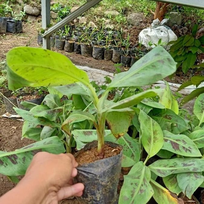 Bibit Pisang Cavendish pohon buah pisang cepat berbuah buah pisang c MMZ