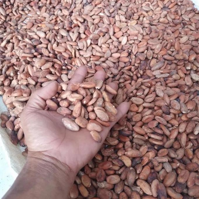 

biji buah coklat kering 1kg