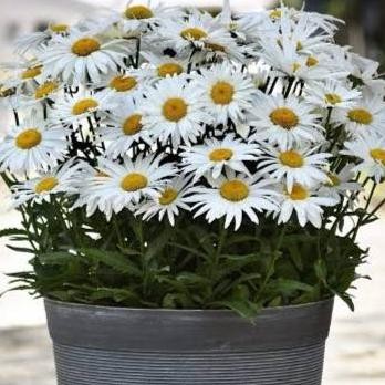 Benih /Bibit flower Chrysanthemum leucanthemum (Ox-Eye Daisy)