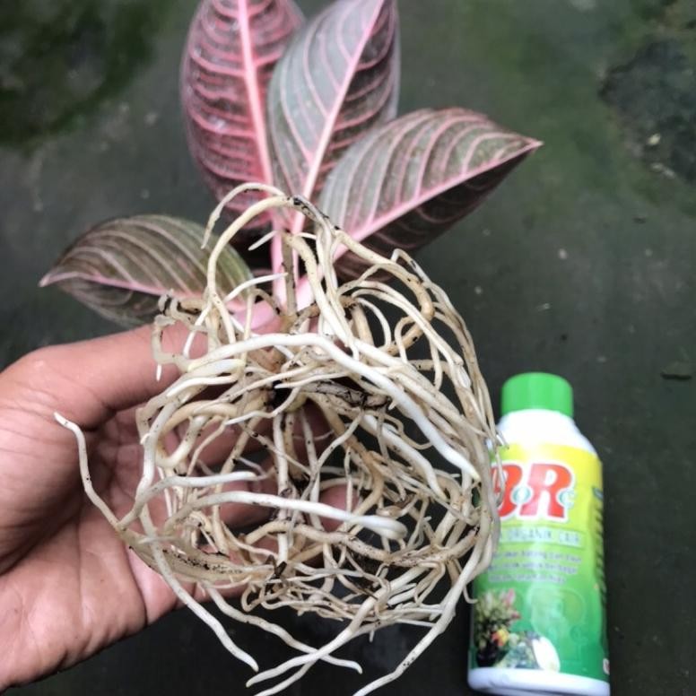 BR POC (PUPUK ORGANIK CAIR) KEMASAN 500ML // PUPUK CAIR ORGANIK // PUPUK TANAMAN HIAS // PUPUK CAIR 