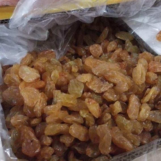 

#@#@#@#@] Kismis kuning besar