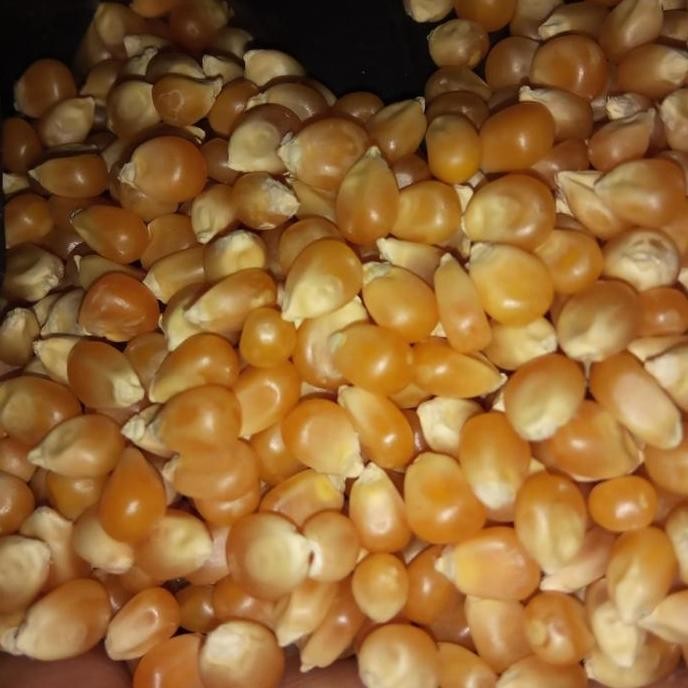 

>*>*>*>*] Jagung popcorn mentah murah