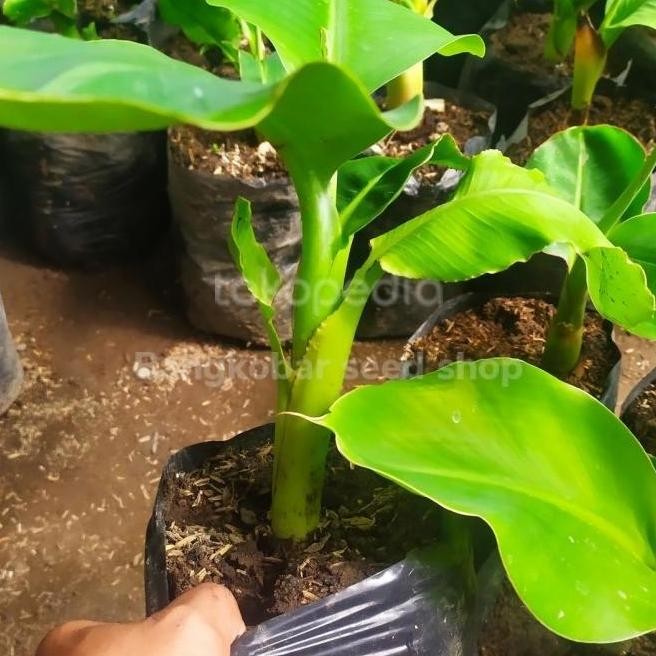 Bibit pohon pisang cavendish sunpride ATV