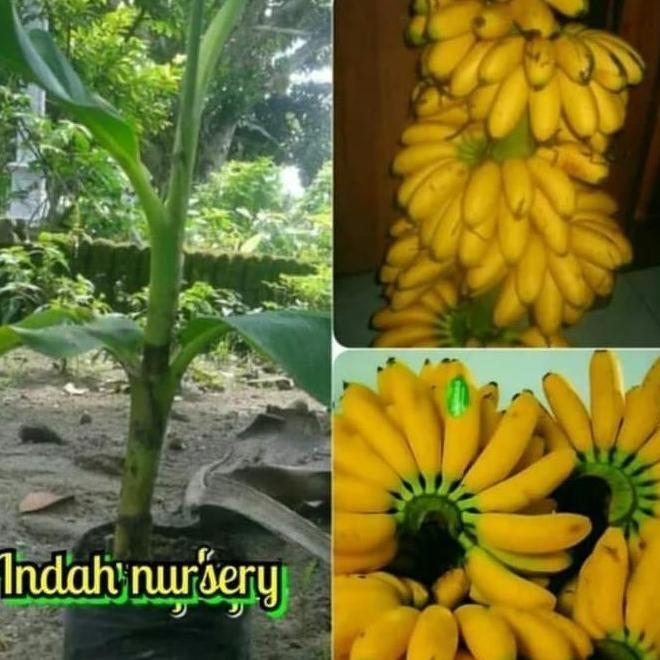 bibit buah pisang emas asli-bibit buah pisang Mas Kirana ATV