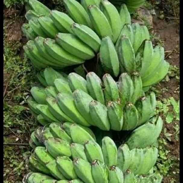 bibit pisang kepok super jumbo ATV