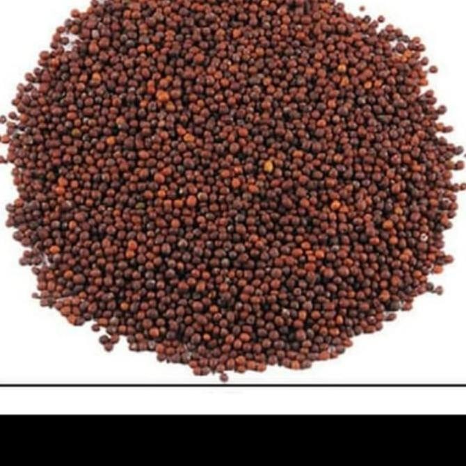 

] black mustard seed/ Biji sawi import 1 kg