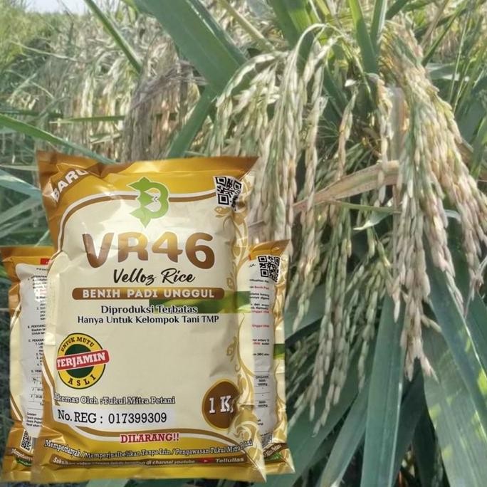 Best Promo!, Benih Padi Vr46 Bibit Padi Vr 46 Veloz Rice