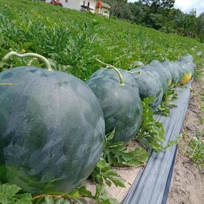 4 Semangka Non Biji Merah F1 Hibrida Madrid Bibit Tanaman Buah ATZ