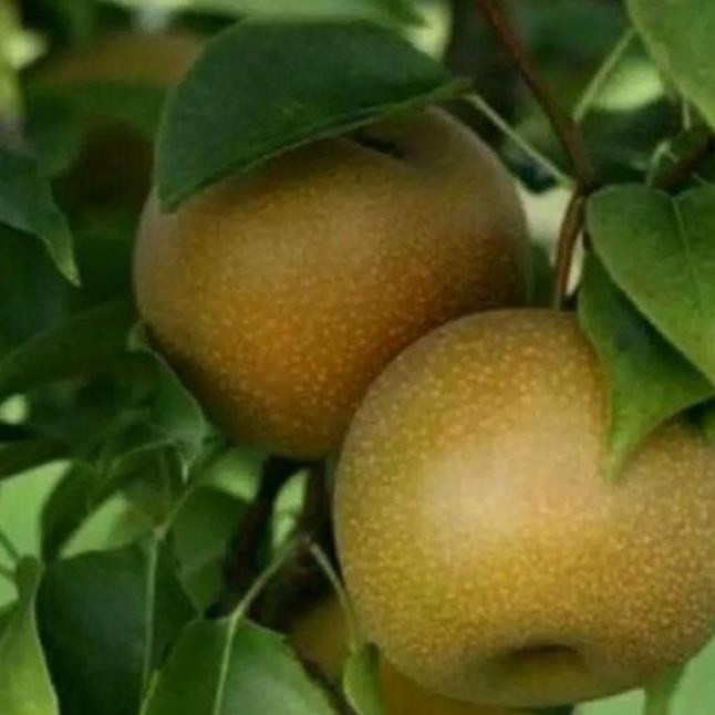 bibit tanaman buah pir cangkok pohon di dalam pot tabulampot ATZ