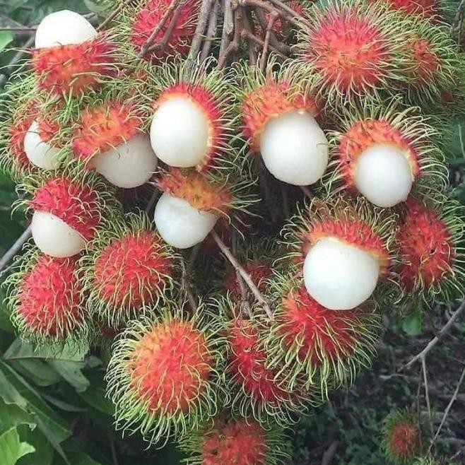 Bibit Tanaman Buah Rambutan Binjai-Bibit Hasil Cangkok-Bibit Rambutan ATZ
