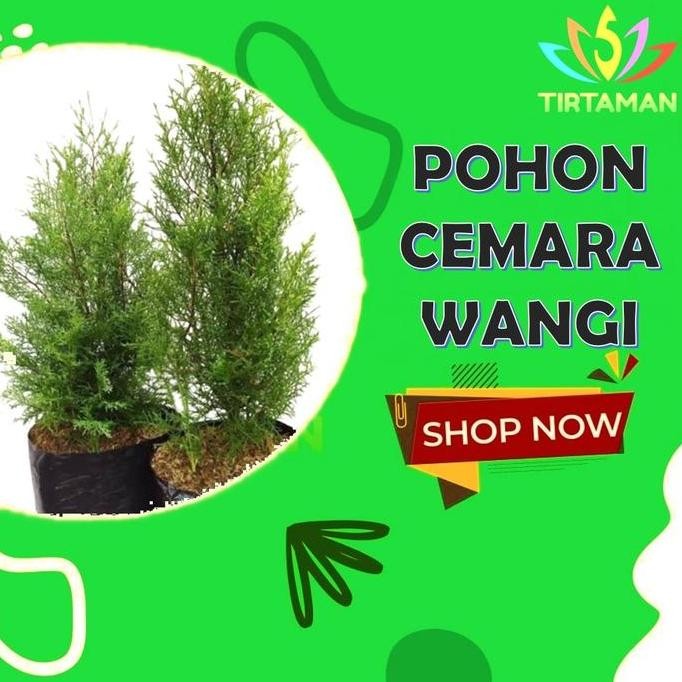 Pohon Cemara Wangi / Cemara Wangi Natal / Cemara Hias / Cemara Hidup Seo