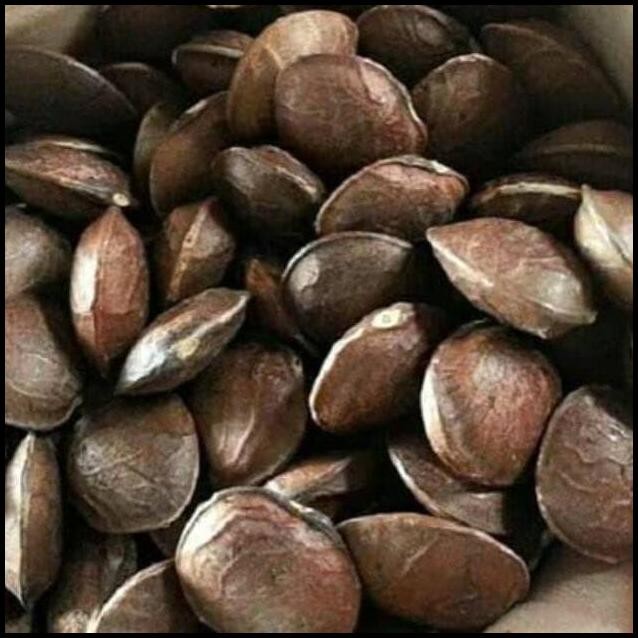 

Biji Benih Kacang Sacha Inchi berat 550gram