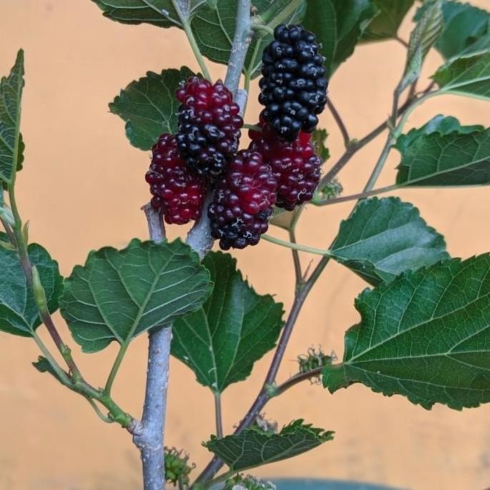 POHON bibit tanaman buah murbei sudah berbuah