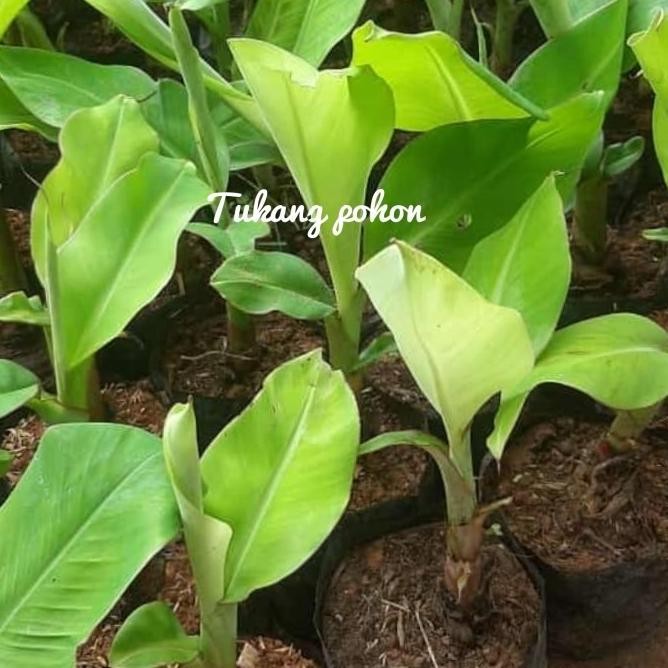 bibit pohon pisang berbuah-tanaman buah pisang