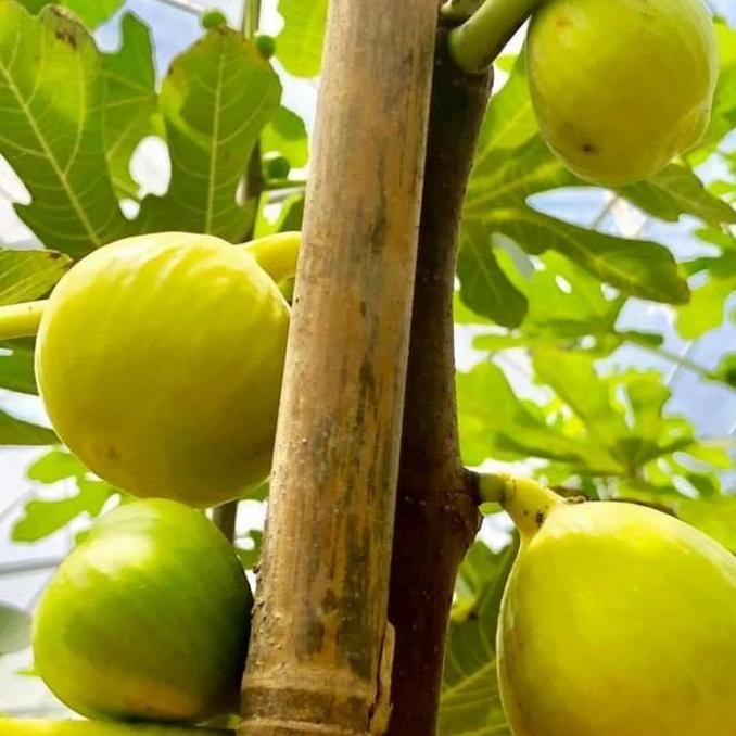 FREESS Tanaman buah Bibit pohon buah tin LSU Gold buah jumbo