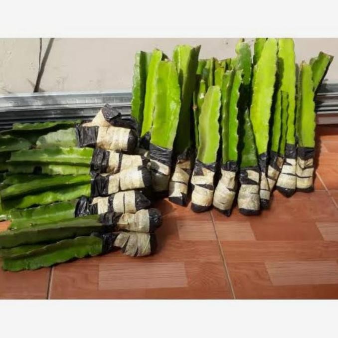 Bibit Pohon Buah Naga-Buah Naga Merah-Pohon Buah Naga-Dragon Fruit