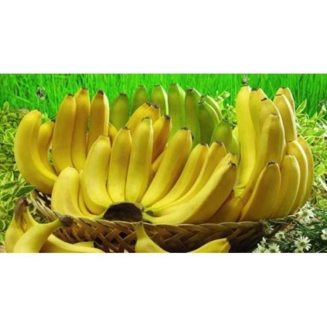 POHON bibit pisang cavendes pohon tanaman buah di dalam pot