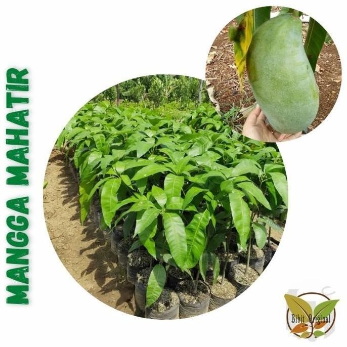 POHON Bibit Mangga Mahatir - Tanaman Buah Mangga Mahatir Okulasi