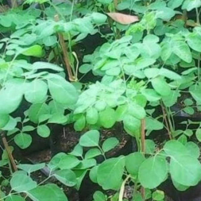 bibit pohon kelor,bibit kelor ditanam dari biji buah kelor a