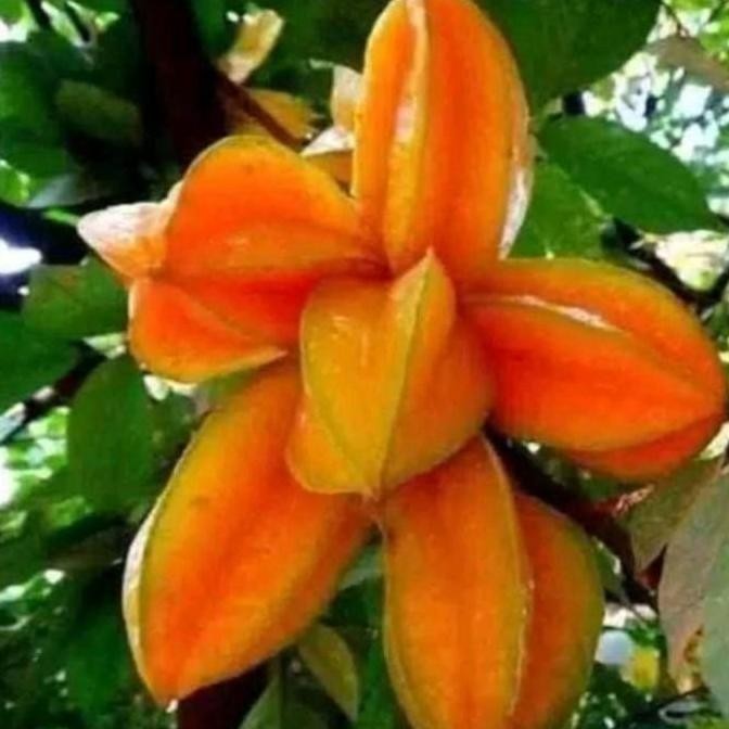 bibit tanaman buah blimbing madu pohon di dalam pot