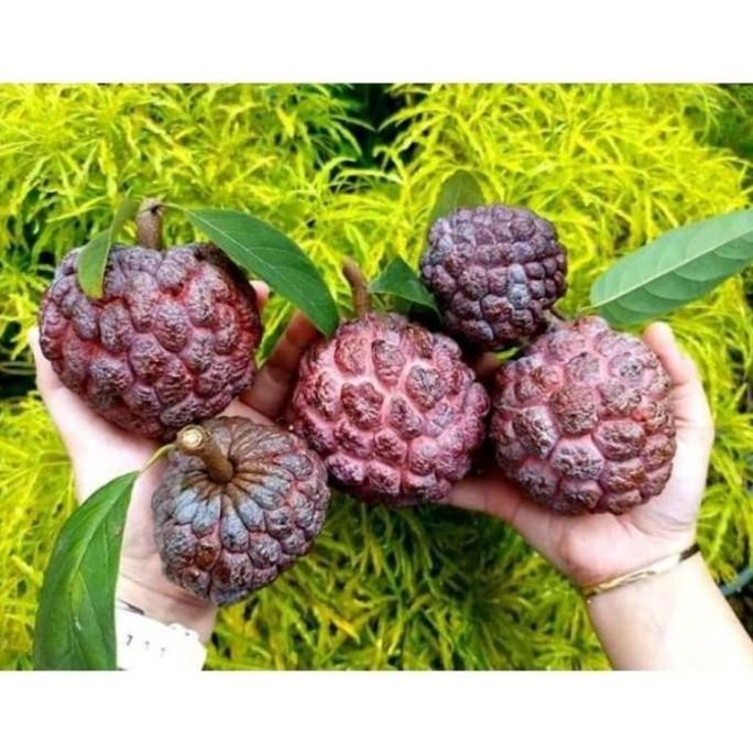 POHON Bibit Tanaman Buah Srikaya Merah Jumbo