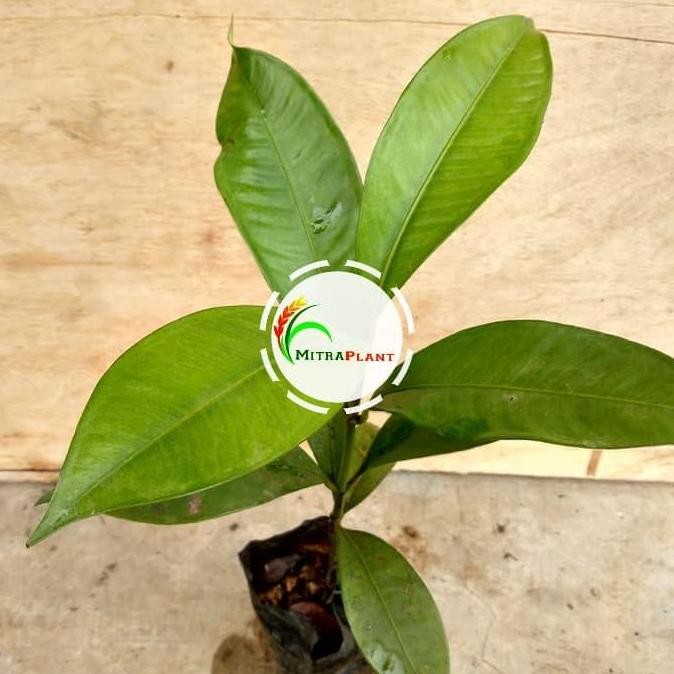 Bibit Pohon Manggis - Buah Manggis Tanaman Manggis Si R Buah