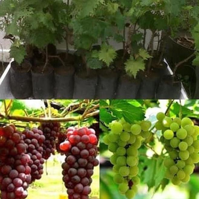 Bibit Pohon Anggur Bibit Anggur Tanaman Anggur Buah Anggur