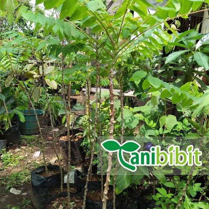 POHON Bibit Pohon Belimbing Wuluh - Tanaman Buah Belimbing Wuluh