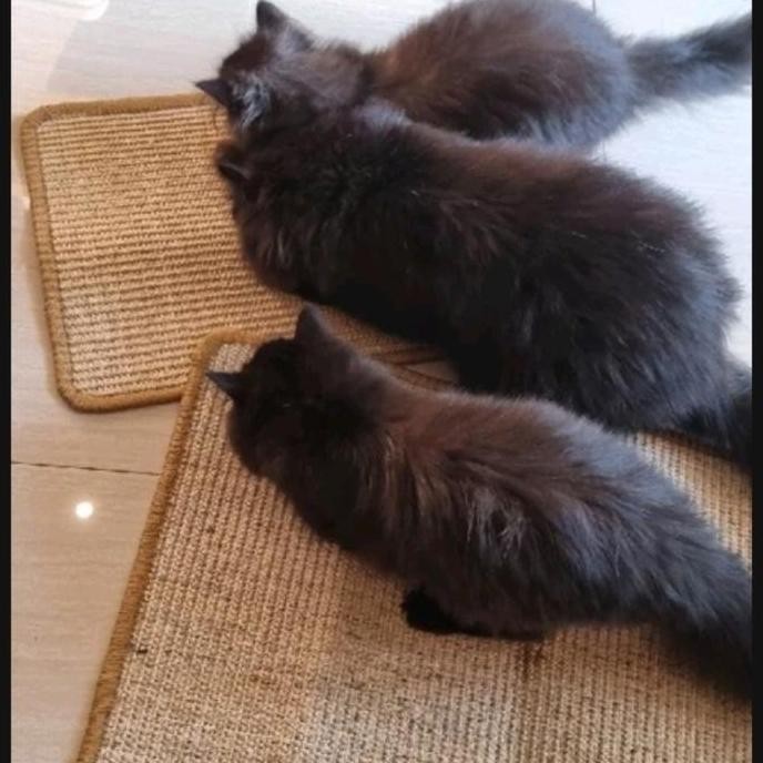 alas karpet garukan kucing