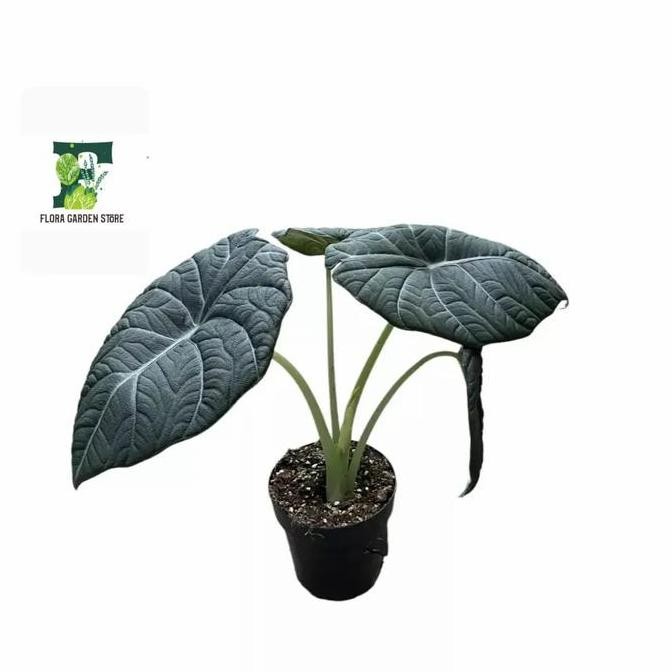 TERBARU - Tanaman Hias Alocasia Maharani - Alocasia Maharani - Alocasia