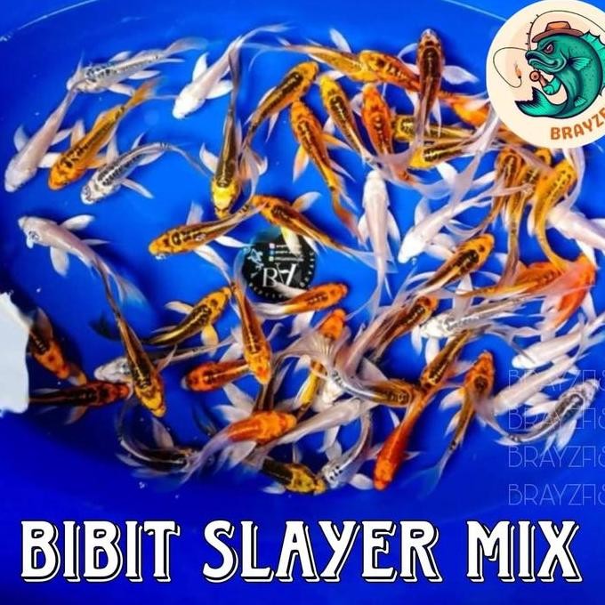 Bibit Ikan Koi Slayer Mix Paket 15 Ekor Co