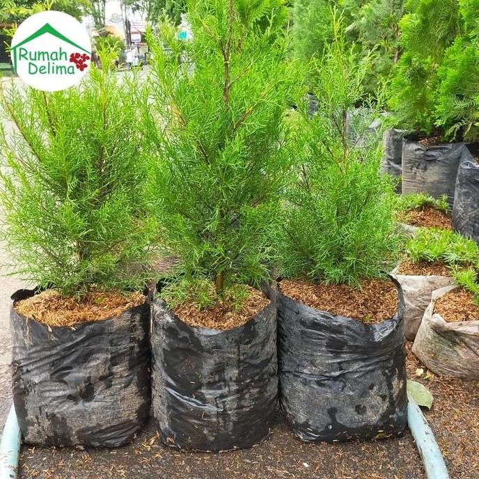 Original Tanaman Cemara Wangi Hias Aroma Segar Shopee