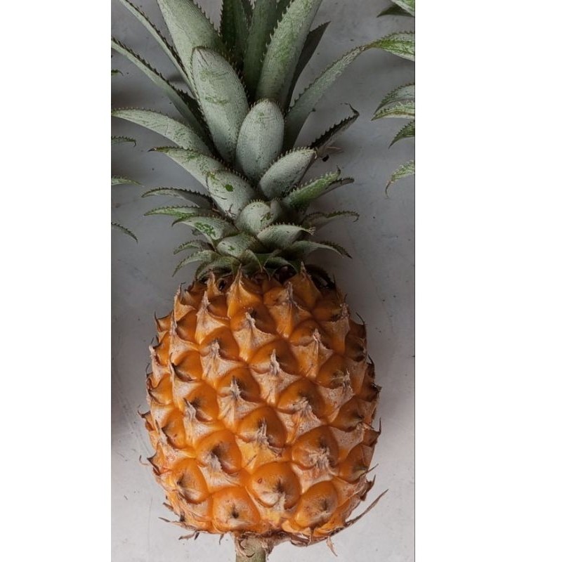 

[]COD[] __ Nanas Madu Belik Pemalang Ukuran A