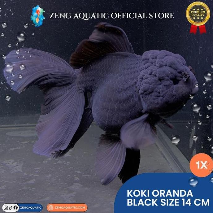 Ikan Hias Mas Koki Oranda Jumbo Super Quality Black Co