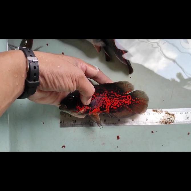 Oscar Black Tiger Good Marking Import Thailand 16Cm Co