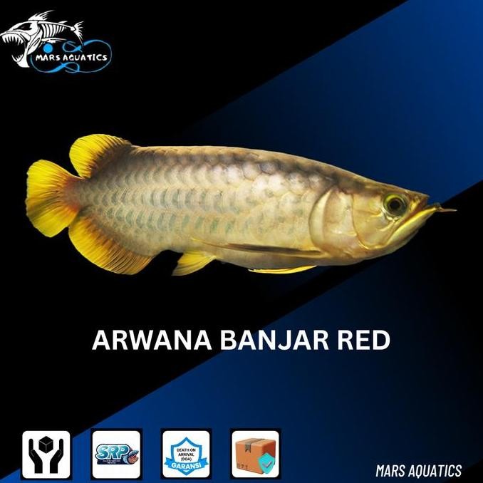 Ikan Hias Ikan Banjar Arwana Red Banjar Arwana Banjar Red Size Besar Co