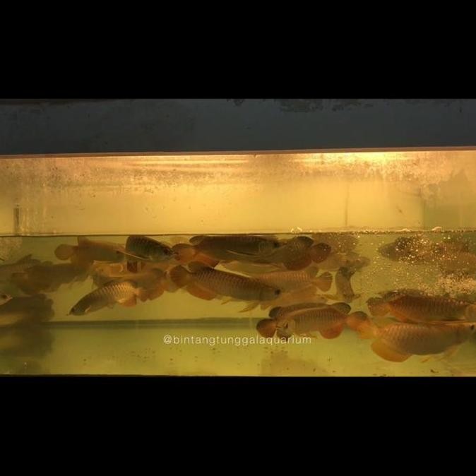Arwana / Arowana Golden Crossback Lokal ( Riau ) 20-22Cm Co
