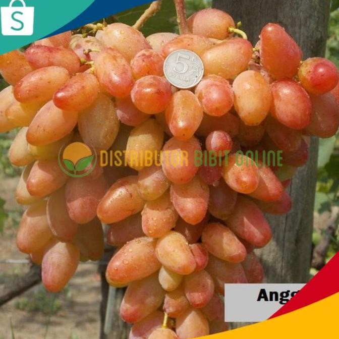 

bibit anggur import dixon original