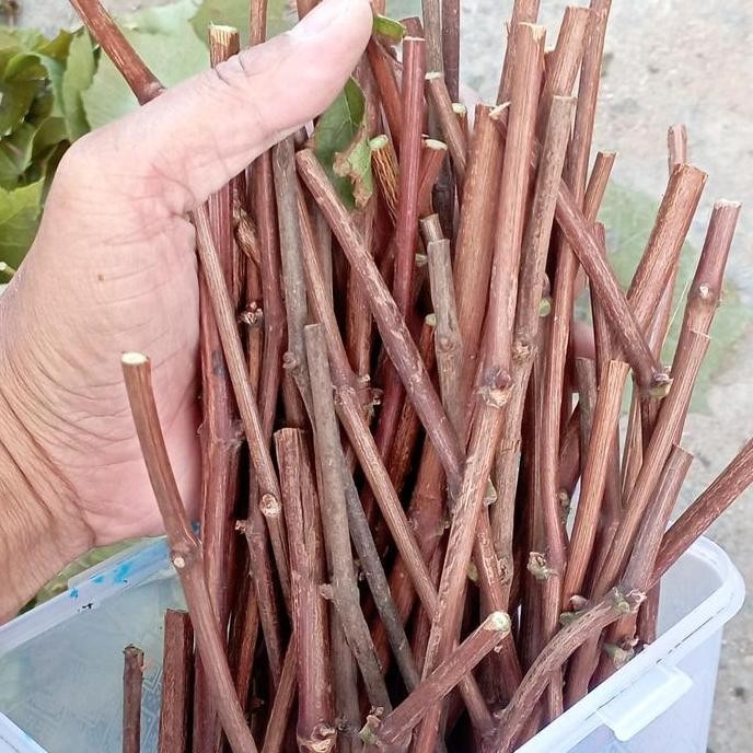 

batang tua (cutting) anggur import